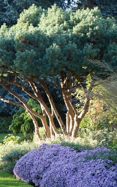 New Gardens, Bressingham Gardens, Pine Tree Garden, Pine Garden, Walden Pond, Naturalistic Garden, Pinus Sylvestris, Crepe Myrtle, Landscaping Inspiration