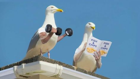 The Two Kinds of Beachgoers Birds With Arms, Whatever Is True, What Is A Bird, Animal Doodles, Bird Drawings, Animal Videos, Cute Animal Videos, Animal Gifs, Beautiful Creatures