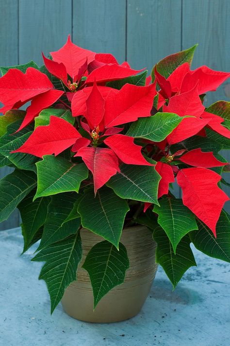 Poinsettia Care, Poinsettia Plant, Christmas Plants, Poinsettia Flower, Christmas Poinsettia, Christmas Flowers, Christmas Images, Tropical Plants, Decoration Design