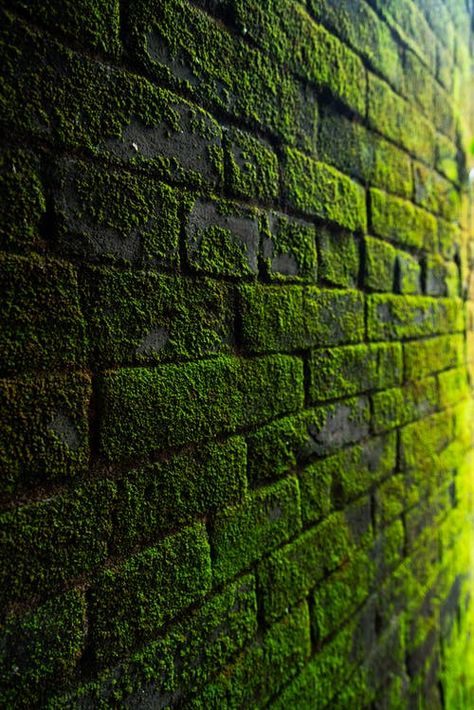 Green Academia, Blur Photo Background, Dark Green Aesthetic, Blur Photo, New Background Images, Photo Background Images, Blurred Background, New Backgrounds, Editing Background