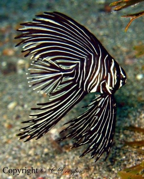 Zebra Batfish... Aquarium Shop, Tropical Freshwater Fish, Pretty Fish, Fauna Marina, Salt Water Fish, Cool Fish, Deep Sea Creatures, Beautiful Sea Creatures, Water Animals