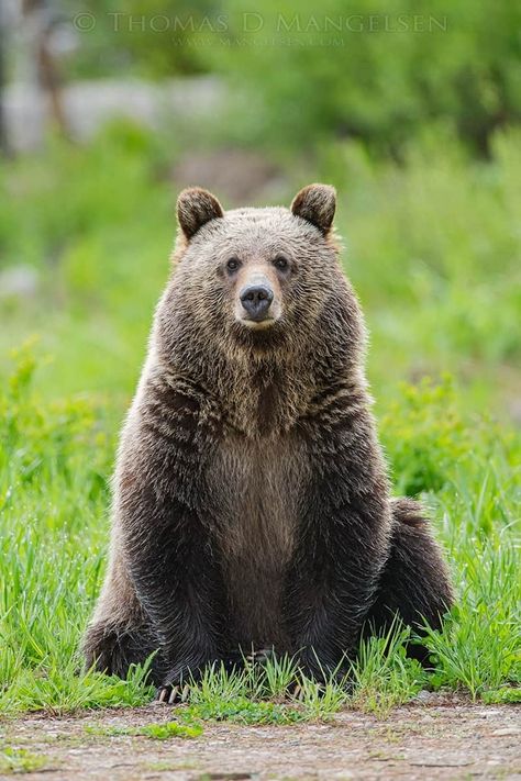 Kodiak Brown Bear, Wolf Sitting, Fred Bear, Sitting Bear, Big Wolf, Bear Sitting, Pet Raccoon, Brown Bears, Woodland Critters