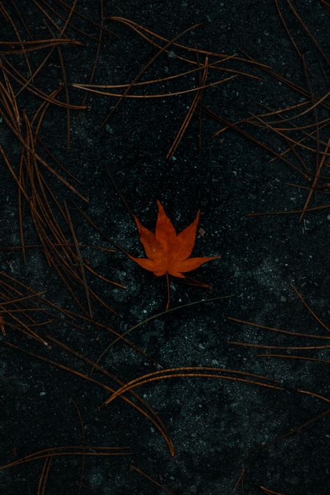 Orange golden Leaf on an asphat street surrounded by orange fir sticks. . Download this photo by Kajetan Sumila on Unsplash Rain Pictures, Mobile Wallpaper Android, Hd Dark Wallpapers, Dark Wallpapers, Minimal Wallpaper, Leaf Images, Orange Aesthetic, Sunset Nature, Phone Wallpaper Patterns