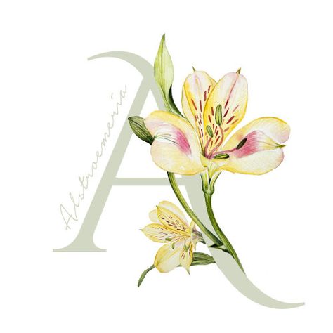 Enya Todd Cakes Flowers, A Level Art Sketchbook, Graffiti Lettering Fonts, Flower Alphabet, Alphabet Wallpaper, Embroidery Alphabet, Flower Letters, Illuminated Letters, Watercolor Artists