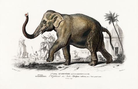 Asiatic elephant (Elephas maximus) indicus illustrated by Charles Dessalines D' Orbigny (1806-1876). Digitally enhanced from our own 1892 edition of Dictionnaire Universel D'histoire Naturelle. | free image by rawpixel.com Asiatic Elephant, Poster Horizontal, Elephant Print Art, Elephant Poster, Elephant Illustration, Asian Elephant, Vintage Elephant, Illustration Wall Art, Elephant Art