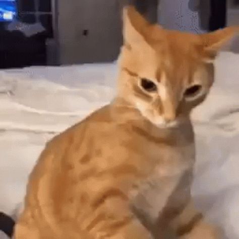 Cat Angry GIF - Cat Angry Meme - Discover & Share GIFs Cat Angry Meme Face, Angry Cat Memes Hilarious, Scared Cat Meme, Cat Gifs Funny, Gasping Cat, Angry Meme Funny, Happy Happy Happy Cat Gif, Angry Orange Cat, Laughing Cat Pointing At You