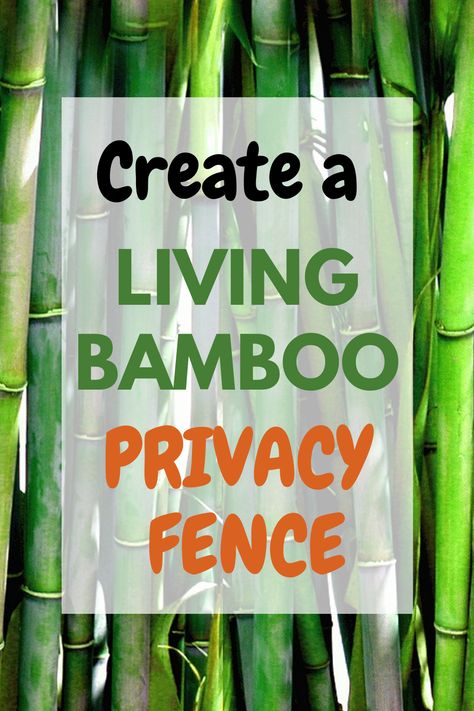 Live Bamboo Fence, Bamboo Landscaping Ideas Backyards, Natural Privacy Fence Ideas Living Walls, Planting Bamboo Privacy Fences, Bamboo Planters For Privacy, Clumping Bamboo Privacy Fence, Bamboo Landscape Ideas, Natural Privacy Fence Ideas, Diy Bamboo Fences