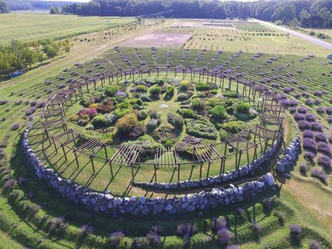 Lavender Labyrinth, Labyrinth Walk, Labyrinth Garden, Cherry Farm, Relaxing Places, Farm Market, Lavender Farm, Lavender Plant, Lavender Fields