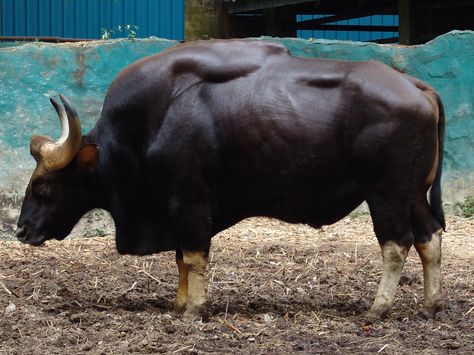 Noahs Ark Animals, Longhorn Cattle, Animal Study, Big Animals, Animal Photo, Creature Design, Spirit Animal, Animal Kingdom, Dinosaurs