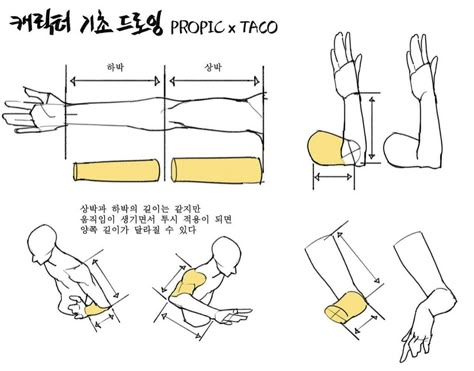 The length of the upper and lower arm is the same but when movements and perspectives are applied the lengths may change. Arm Proportions, Taco Anatomy, Arm Perspective, Anatomy Basics, Arm Poses, Arm Anatomy, Movement Drawing, Hands Tutorial, Arm Drawing