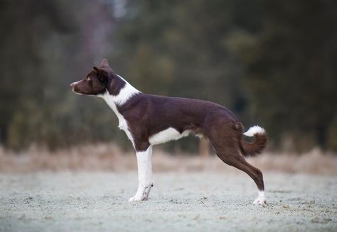 Smooth Coat Border Collie, Border Collies Herding, Border Collie Smooth Coat, Brown Border Collie, Border Collie Herding, Border Collie Working, Collie Breeds, Smooth Collie, Border Collie Brown And White