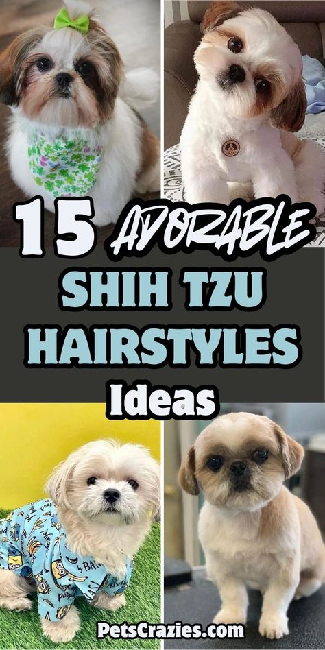 15 Adorable Shih Tzu Hairstyles That Will Steal Hearts! 2 Different Dog Haircuts, Haircut For Shih Tzu Dog Grooming, Shitzu Poodle Haircuts, Shitzu Haircuts Boy Teddy Bears, Shih Tzu Grooming Styles Teddy Bears, Dog Grooming Styles Shih Tzu, Shihpoo Grooming Styles, Shih Tzu Grooming Styles Short, Teddy Bear Cut Shih Tzu