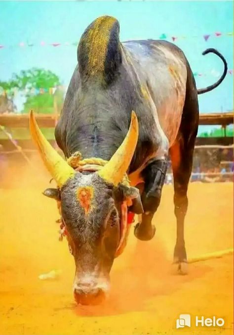 Animals Jallikattu Images Hd Wallpaper, Jallikattu Bull Images, Jallikattu Photos, Kangayam Bull Images, Jallikattu Kaalai Hd Images, Jallikattu Images, Indian Bull Images, Bull Pictures, Bull Images