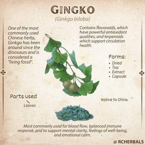 Check out this great herb, have you used it before? You can find this herb featured in our product Intelligut™. #Herb #Herbal #Ginkgo #TCM #Longevity #Balnce #Brain #BrainHealth #BrainFunction #Memory #Support #MentalClarity Dnd Ingredients, Herb Properties, Japanese Herbs, Apothecary Book, Herb Benefits, Medicinal Herbs Remedies, Herbs Remedies, Ginko Leaves, Herbal Education