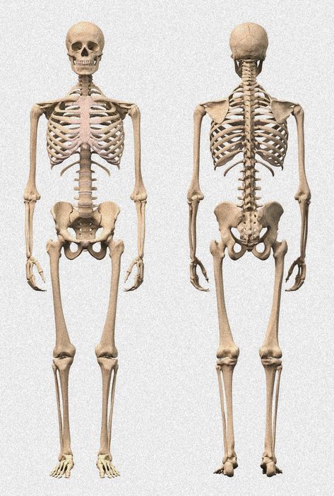 Human Body Bones, Male Skeleton, Skeleton Human, Human Skeleton Anatomy, Skeleton Body, Photos Logo, Skeleton Anatomy, Body References, Skeleton Drawings