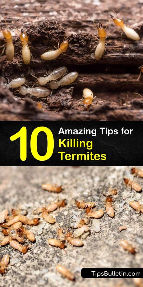 Don't let a termite infestation overwhelm you. Follow our guide to learn a home remedy for killing termites using boric acid. Discover the best options for targeting subterranean termites and how to eliminate a drywood termite colony. #termite #pest #infestation #control Kill Termites, Diy Vinegar, Signs Of Termites, Drywood Termites, Wood Termites, Diy Bug Spray, Bug Spray Recipe, Termite Damage, Bushcraft Shelter