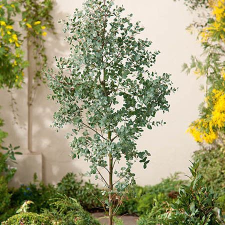 Eucalyptus gunnii (Cider Gum) Specimen Trees, Eucalyptus Tree, Garden Shrubs, Evergreen Plants, Potted Trees, Ornamental Trees, Hardy Plants, Evergreen Trees, Edible Plants