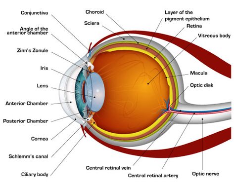 Eyeball Diagram, Eye Anatomy Diagram, Diagram Of The Eye, Human Eye Diagram, Eye Diagram, Optometry Education, Eye Facts, Eye Anatomy, Optic Nerve