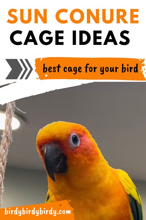 sun conure cage ideas Conure Bird Cage Ideas, Conure Cage, Finch Cage, Conure Bird, Bird Room, Sun Conure, Large Bird Cages, Food Bowls, Pet House