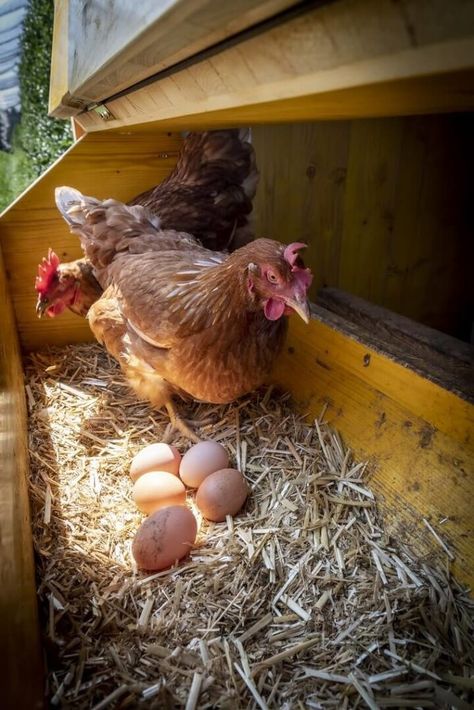 Hen Farm, Grocery Store Items, Eggs Image, Egg Laying Chickens, Laying Hens, Raising Backyard Chickens, Small Chicken, Egg Laying, Mini Farm