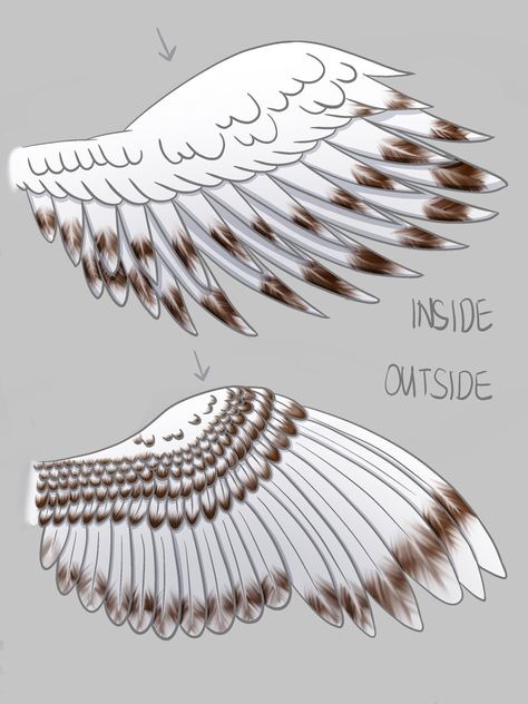 Owl Wings Reference, Human With Owl Wings, Owl Eye Drawing, Snowy Owl Character Design, How To Draw A Snowy Owl, Snowy Owl Flying, Owl Wings Drawing Reference, Owl Wing Reference, Snow Owl Wings