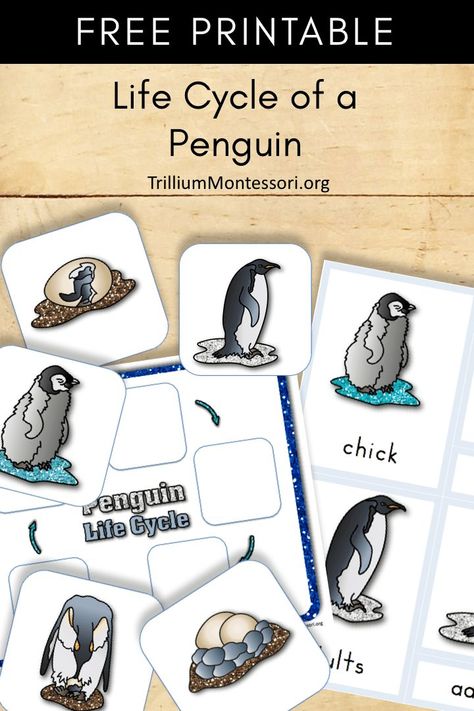 Free printable about the life cycle of a penguin.  Perfect for your penguin, winter or Antarctica theme or unit Penguin Lesson Plans Preschool, Penguin Stem, Life Cycle Of A Penguin, Penguins Kindergarten, Penguin Preschool, Penguin Life Cycle, Life Cycles Preschool, Arctic Animals Preschool, Frog Ideas