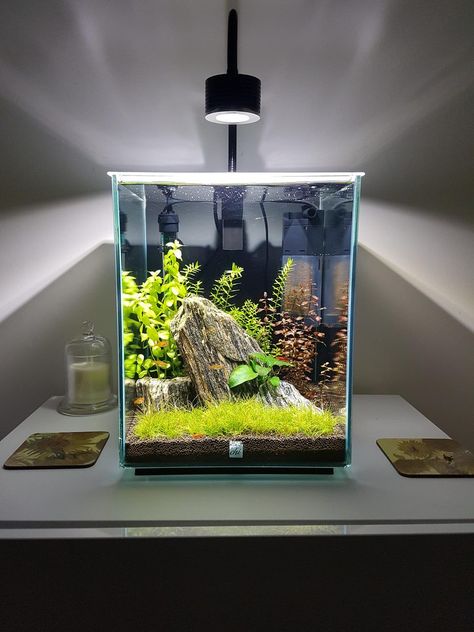 Small Aquascape Ideas, Fish Tank Themes, Aquarium Set, Betta Fish Types, Small Fish Tanks, Cool Fish Tanks, Aquascape Design, Fish Tank Design, Mini Aquarium