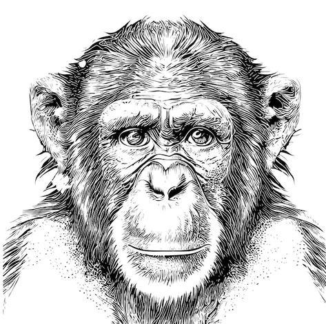 Monkey Illustration Drawing, Chimpanzee Sketch, Monkey Drawing Sketch, Chimp Drawing, Chimp Illustration, Chimp Tattoo, Monkey Tattoo Design, Chimpanzee Illustration, Chimpanzee Drawing