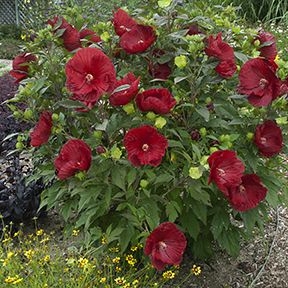 Hibiscus Wears Many Hats | Proven Winners Hardy Hibiscus, Hgtv Garden, Hibiscus Plant, Low Maintenance Landscaping, Low Maintenance Garden, Hardy Perennials, Diy Landscaping, Flowering Shrubs, Drawing Easy