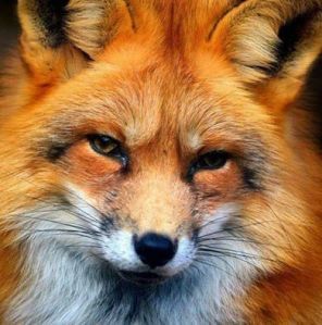 Orange Fox Aesthetic, Fox Aesthetic, Fox Images, Aesthetic Orange, Fox Pictures, Cat Tattoo Designs, Orange Fox, Animal Protection, Orange Aesthetic