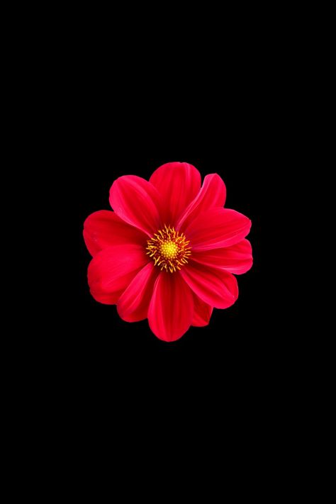 Wallpaper idea with red dhalia Flower For Wallpaper, Dil Photos Love, Wallpapers Flowers, Waves Wallpaper Iphone, Funny Stickman, Krishna Book, Wallpaper Flowers, Flower Icons, Waves Wallpaper