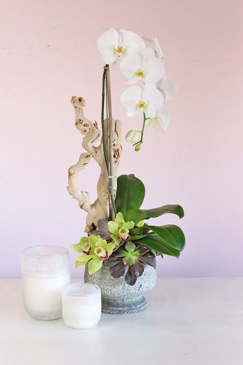 An exquisite orchid arrangement featuring a captivating cascade of white Phalaenopsis orchids adorned with gorgeous green cymbidium orchids and dark succulent at its foot. It has a single-stemmed orchid plant at its center, supported with midolino stick and decorated with a birchwood branch. It comes in a beautiful gray ceramic vase, making it an elegant gift or centerpiece for all occasions or just because. Vase Making, Cement Vase, Orchid Plant, Orchid Arrangements, Cymbidium Orchids, Grey Ceramics, Phalaenopsis Orchid, Orchid Plants, White Orchids