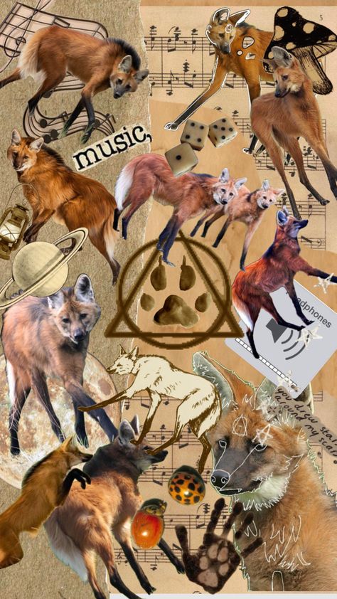 𖦹 Maned Wolf Therian 𖦹 #manedwolftherian #manedwolf #therianthropy #therianwallpaper #therianbackground Maned Wolf Therian, Coyote Therian, Therian Wallpaper, Wolf Therian, Maned Wolf, Wolf Wallpaper, Paws And Claws, Nature Lover, Aesthetic Pictures