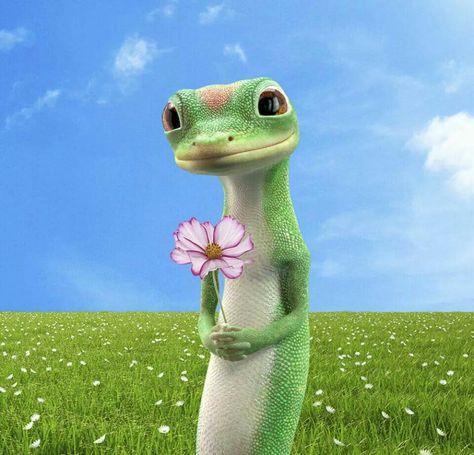 Lizard Meme, Geico Lizard, Pet Gecko, Gecko Terrarium, Cartoon Crushes, Be A Good Friend, Super Princess, Exotic Pet, Dog Pee