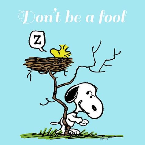 Don't try this at home, Ann. I am a Professional Fool. Snoopy April, Snoopy The Dog, Dont Be A Fool, Woodstock Peanuts, Snoopy Cartoon, Peanuts Comic Strip, Peanuts Cartoon, Peanuts Characters, Snoopy Quotes