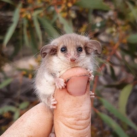 Ink Blot no X: "Western Pygmy Possum https://t.co/ZETQoByWdS" / X Pygmy Possum, Baby Possum, Ink Blot, Cute Little Animals, Funny Animals, Cute Animals, Australia, Animals