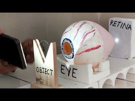 WORKING MODEL OF EYE - YouTube Scientific Model Project, Creative Anatomy Projects Ideas, Brain School Project Ideas, Bio Working Models, Human Eye Working Model, Model Of Eye School Project, Biology Ideas Projects, Working Projects Of Science, Science Working Model Class 10