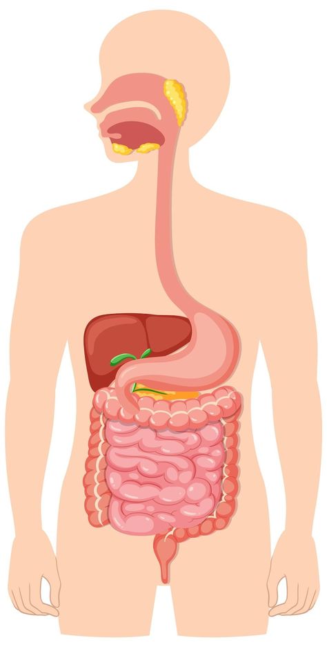 Free Vector | Human medical digestive system Human Body Anatomy Side View, Human Systems Anatomy, Digestive System Drawing, Digestive System Poster, Stomach Diagram, Digestive System Parts, Digestive System Project, Digestive System Model, Biological System