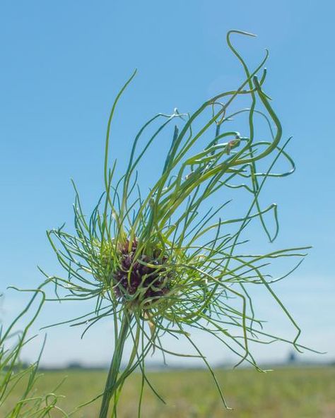 Allium Hair, Dr Seuss Illustration, Farmer Gracy, Allium Bulbs, Onion Flower, Dutch Farms, Partial Shade Plants, Fiction Story, Cute Critters