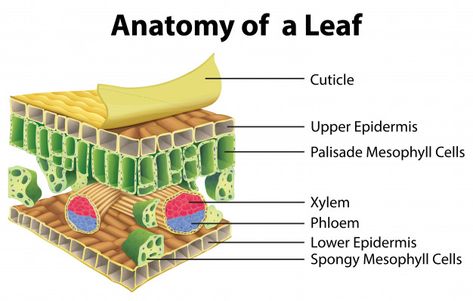 Leaf Anatomy Diagram, Leaf Structure And Function, Photosynthesis Activities, Leaf Vector Illustration, College Chemistry, Biology Plants, Science Infographics, Nature Cartoon, Animal Cells