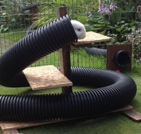 Plastic Pipe Rabbit Tunnel - petdiys.com Rabbit Tunnel, Rabbit Enclosure, Rabbit Habitat, Bunny Hutch, Bunny Room, Raising Rabbits, Pet Bunny Rabbits, Drain Pipes, Indoor Rabbit