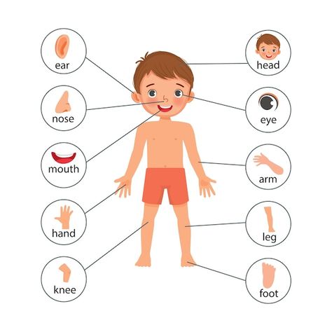 Vector little boy illustration poster of... | Premium Vector #Freepik #vector #kids-body #boy-illustration #body-parts #student-cartoon Little Boy Illustration, Kids Learning Charts, Human Body Printables, Body Parts For Kids, Text Label, Body Chart, Body Diagram, Body Outline, Bracelets Easy