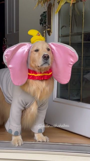 Yellow Lab Halloween Costume, Golden Retriever Halloween Costume, Golden Retriever Costume, Cute Dog Halloween Costumes, Golden Retriever Halloween, Dogs Costumes, Dog Costume Ideas, Funny Dog Clothes, Cute Dog Costumes