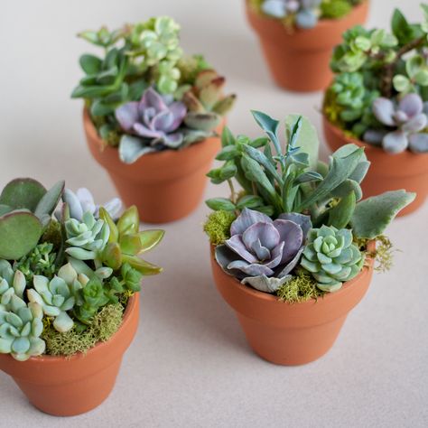 Succulent Arrangements — A Succulent Day Making Plant Pots, Succulent Garden Design, Succulent Centerpieces, Succulent Garden Diy, Types Of Succulents, Succulent Gardening, Small Succulents, Succulent Arrangements, Cactus Flower