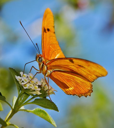 Julia Butterfly posing on Lantana flower! Julia Butterfly, Lantana Flower, Fairchild Tropical Botanic Garden, Butterfly Pose, Making Plant Pots, Botanic Garden, Butterfly Flowers, Nature Images, Dragonflies