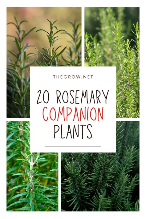 Enhance Your Garden with Rosemary Companion Planting! 🌿💫 Discover how to pair rosemary with the perfect plant companions to boost growth, deter pests, and create a fragrant, productive garden. Our blog post reveals the best partners for rosemary and how they can help your garden thrive. Perfect for herb enthusiasts! Rosemary In The Garden, Types Of Rosemary Plants, Rosemary Garden Ideas, Rosemary Companion Plants, Rosemary Plant Landscaping, Rosemary Plant Care, Plants For Chickens, Plant Companions, Rosemary Garden