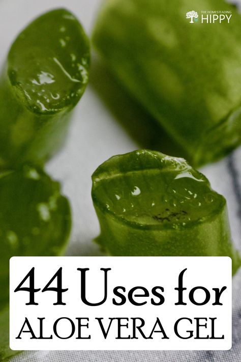 Aloe vera gel has dozens of science-backed uses you may want to try. Here are 44 of them. #aloe #aloevera #homesteading Uses For Aloe, Aloe Vera Recipes, Aloe Vera Uses, Aloe Vera Gel Drink, Fresh Aloe Vera Gel, Aloe Vera Benefits, Fresh Aloe Vera, Homesteading Skills, Aloe Vera Plant