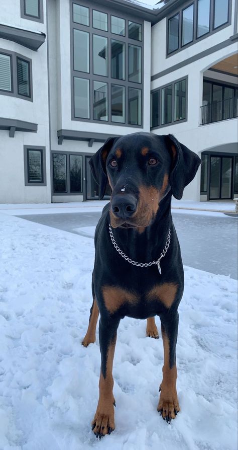 Doberman Dogs Puppies, Dobber Man Puppies, Dobber Man Dog Aesthetic, Dobermans Aesthetic, Dobber Man, Doberman Ears Natural, Doberman Dogs Aesthetic, Doberman Cute, Doberman Mixed Breed