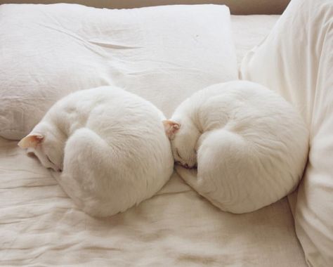 Two White Cats, Cats Sleeping, Lazy Cat, Cat Boarding, White Cats, Cat Sleeping, Domestic Cat, Funny Cat Pictures, Pretty Cats