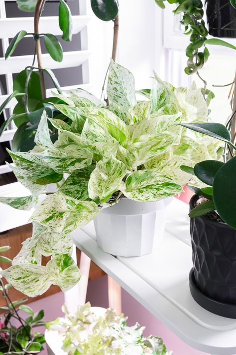 Snow Queen Pothos, Best Indoor Hanging Plants, Marble Queen Pothos, Epipremnum Aureum, Plant Goals, Trendy Plants, Hanging Plants Indoor, Plant Wishlist, Plant Hacks